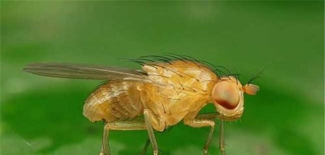 果蝇对食用菌的危害