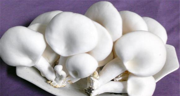 白灵菇的功效与作用有哪些 白灵菇的营养价值
