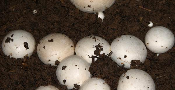怎样培育蘑菇菌种 培养蘑菇菌丝的方法简介