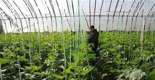春季大棚黄瓜育苗技术要点与主要步骤