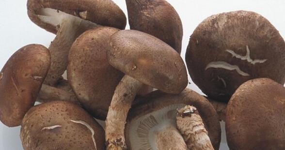 香菇种植方法