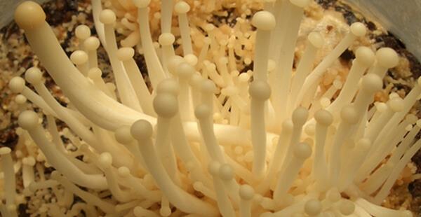 菌菇种植方法技巧