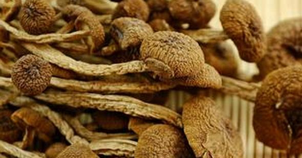 茶树菇的功效与作用 吃茶树菇的好处有哪些
