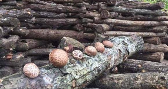 段木种香菇什么时候点菌