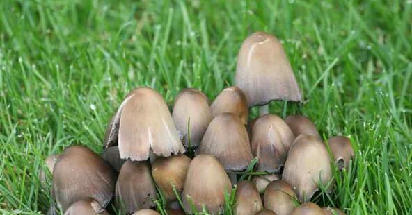 野生草菇的功效与作用 野生草菇营养价值有哪些