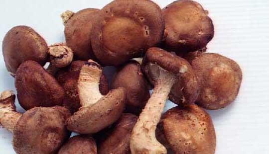 香菇种植管理方法