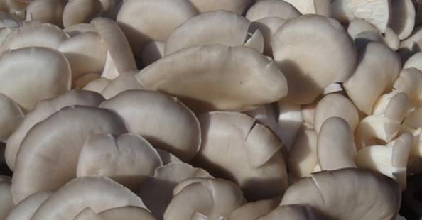 凤尾菇的功效与作用 吃凤尾菇的好处