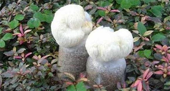 猴头菇菌丝体生长阶段的管理