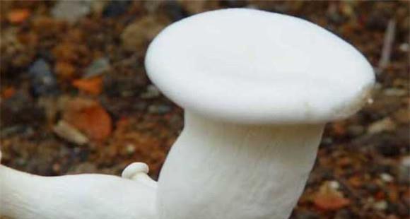 白灵菇如何种植 白灵菇的种植技术要点