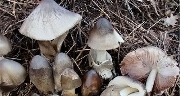 草菇生长在什么地方 草菇的生长条件与环境要求
