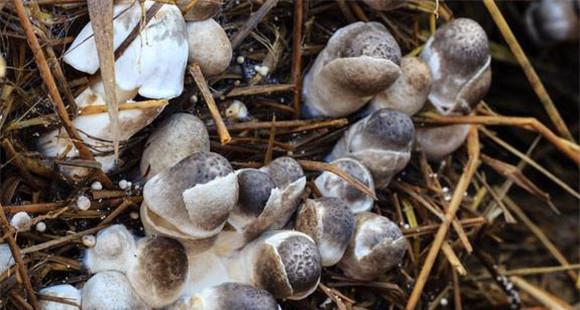 草菇的生长条件与环境要求