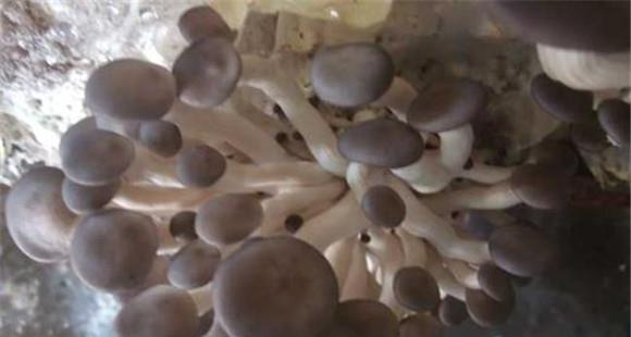 草菇培养料有几种 草菇培养料的配制方法