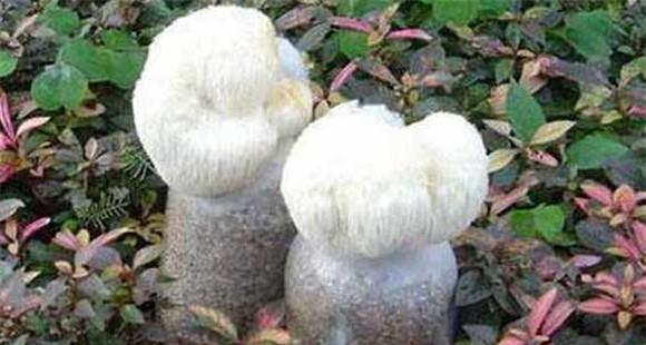 猴头菇种植方法 猴头菇栽培关键技术