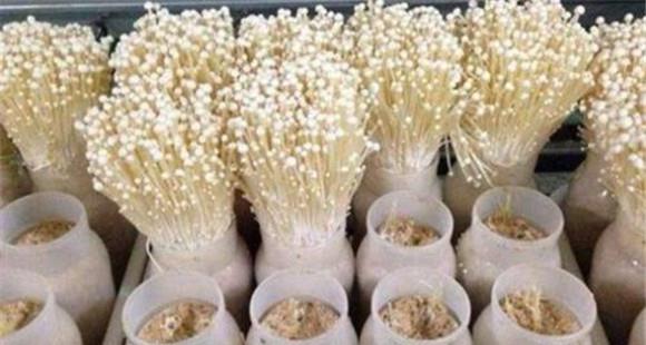 金针菇如何再生栽培 金针菇再生种植技术