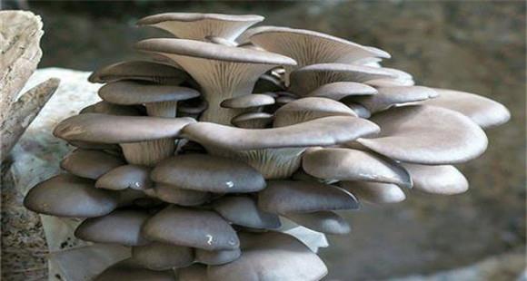 平菇的生长发育过程