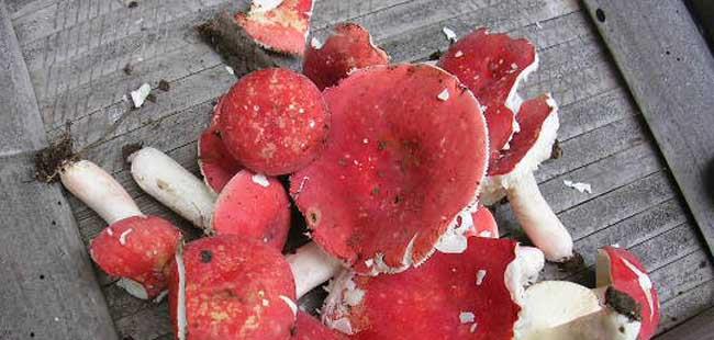 大红菇和毒红菇的区别(大红菌与毒红菇的区别)