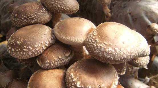 香菇种植方法