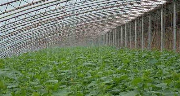 温室大棚黄瓜定植初期的管理