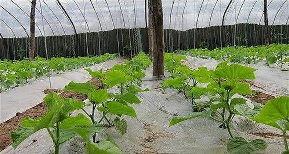 温室黄瓜定植后管理