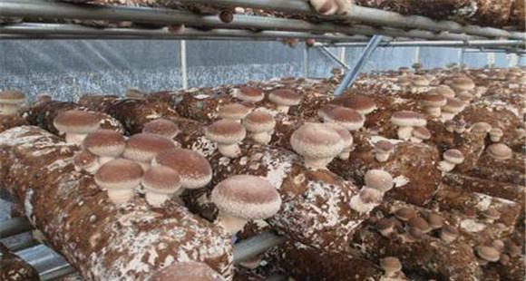 香菇种植温度是多少 香菇生长发育的条件要求