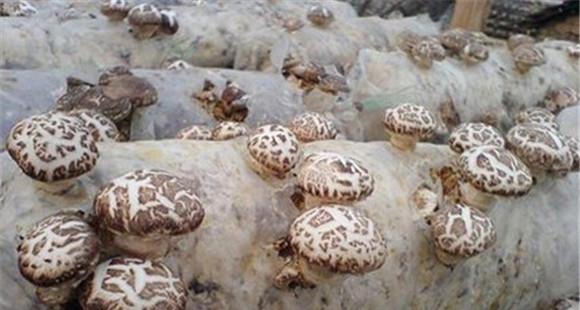 种植香菇的品种要求有哪些 香菇培养料配方选择