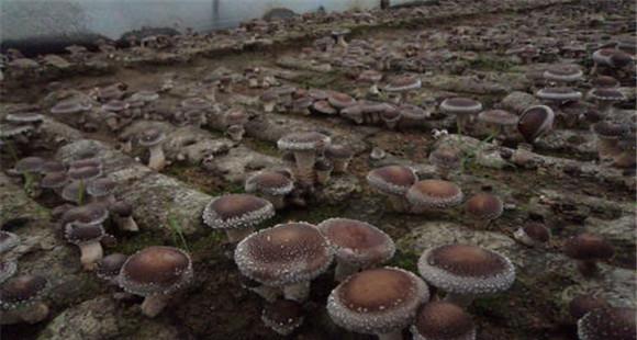 香菇生长发育对空气和土壤酸碱度的要求