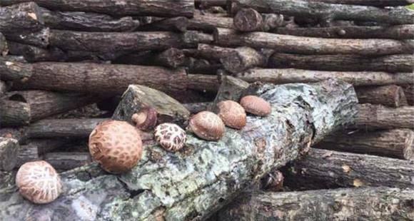 段木栽培香菇技术：段木栽培香菇分几道工序