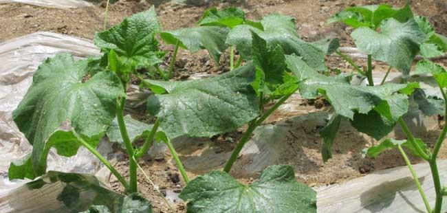 黄瓜种植管理方法