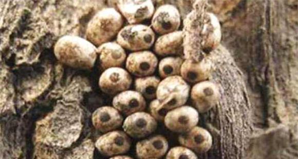 草菇栽培的杂菌与虫害有哪些