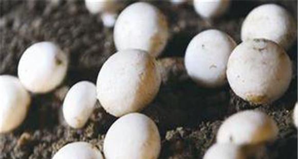 双孢菇露地种植技术