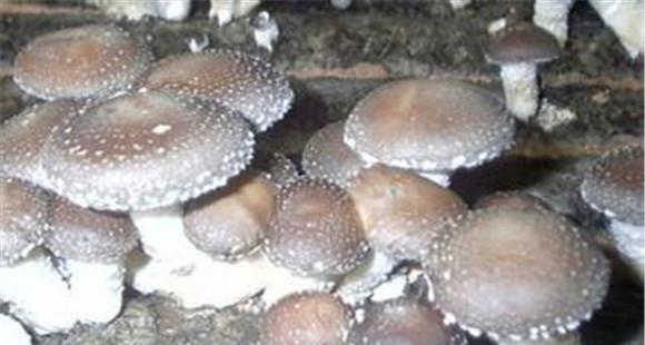如何种植香菇：香菇种植管理技术六要点