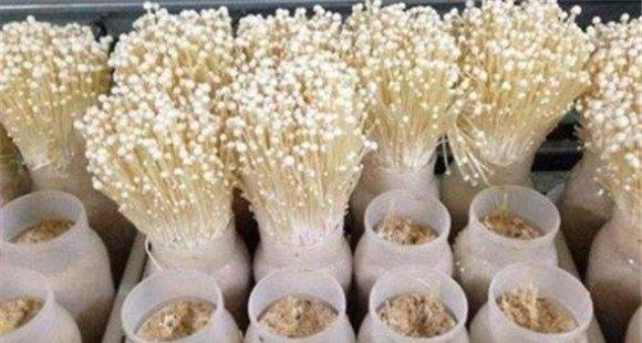 金针菇栽培季节、品种和场地选择