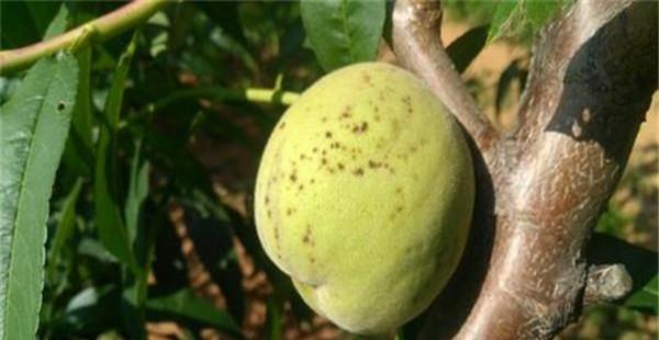 常见的桃树病虫害有哪些，如何防治？