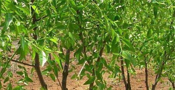 枣树生长发育需要哪些元素