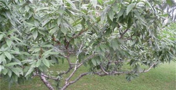 如何防治油桃缺钾症卷叶