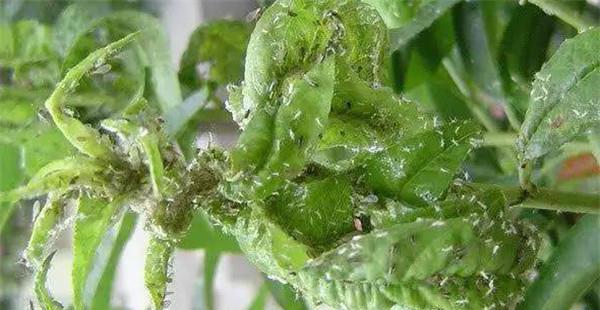 桃蚜在桃树上为害的症状及防治方法(蛴螬为害症状)
