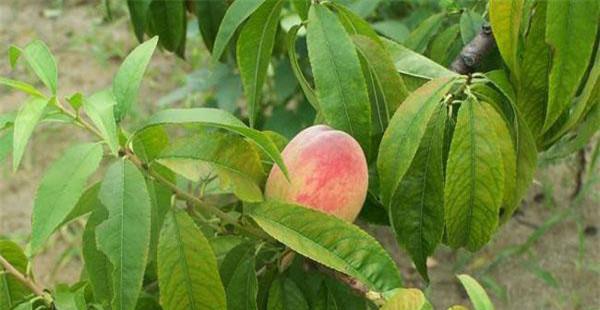 桃树缺氮的原因是什么
