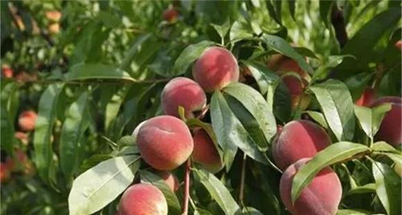 桃树施肥要点 桃树虫害的防治方法