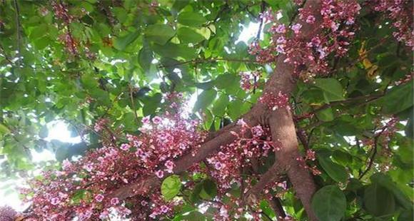 杨桃树什么时候开花 杨桃树如何疏花疏果