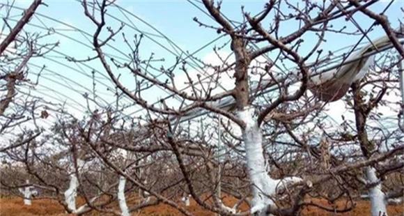 樱桃树死亡的原因有哪些 樱桃树死树的防治措施