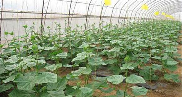 日光温室黄瓜反季节栽培技术
