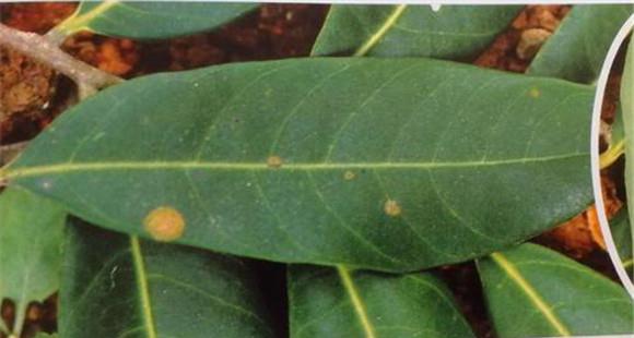 荔枝藻斑病的症状特征