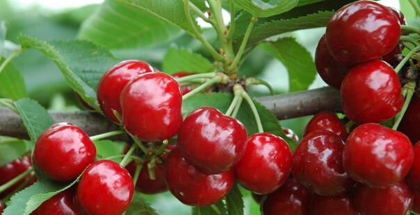 樱桃的营养价值有哪些 樱桃的食用禁忌