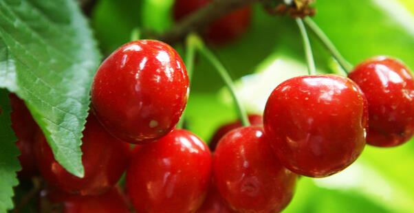 樱桃的营养价值与功效 樱桃的功效与作用