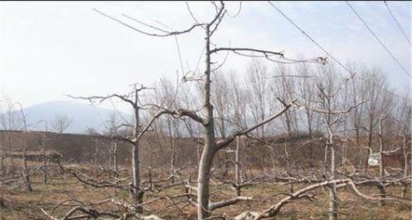 枣树疏散分层树形的整形修剪过程