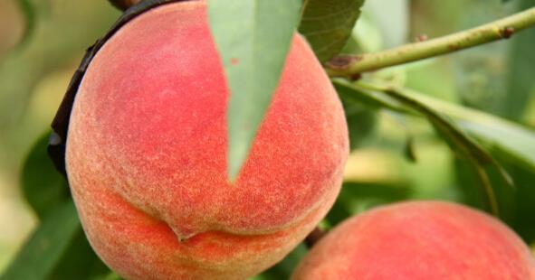 桃的营养价值及功效与作用 吃桃子的好处和坏处