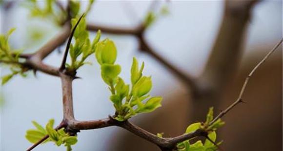 春季枣树嫁接时间和方法