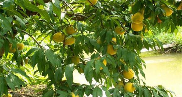 黄桃种植技术 种植黄桃如何浇水(黄桃采摘期需要浇水吗)