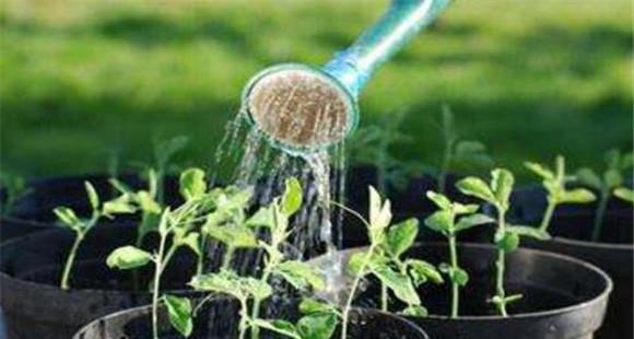 淘米水浇花的作用有哪些 淘米水浇花的正确方法