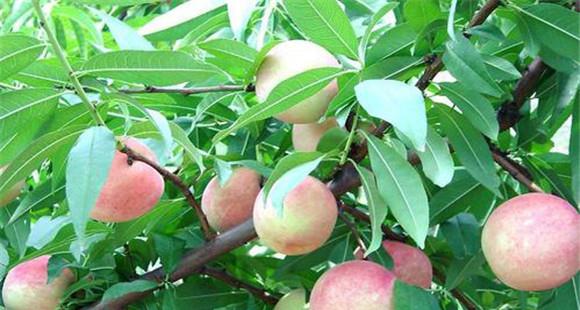 桃树栽培与管理技术要点
